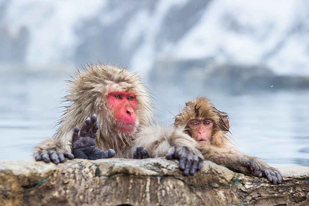 Hakuba Activities - Snow Monkeys