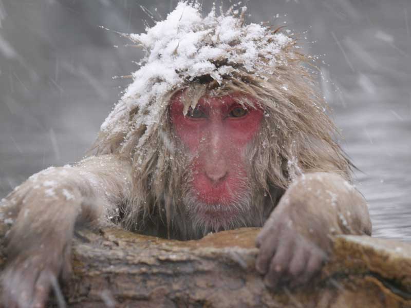 Shiga Kogen - Ski Resort in Japan - Famous for snow monkeys