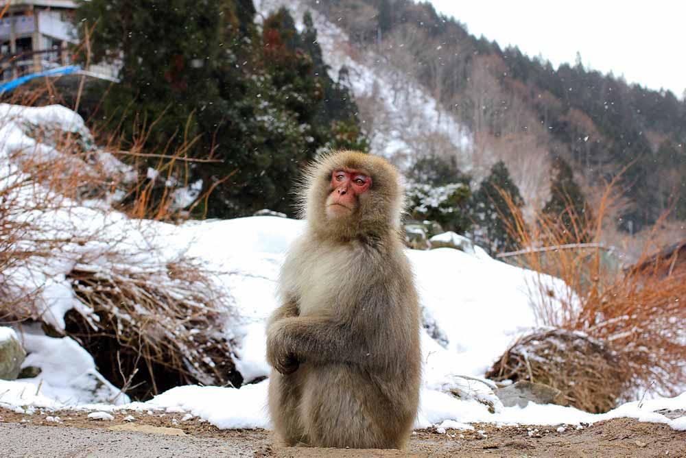 Shiga Kogen Ski Resort
