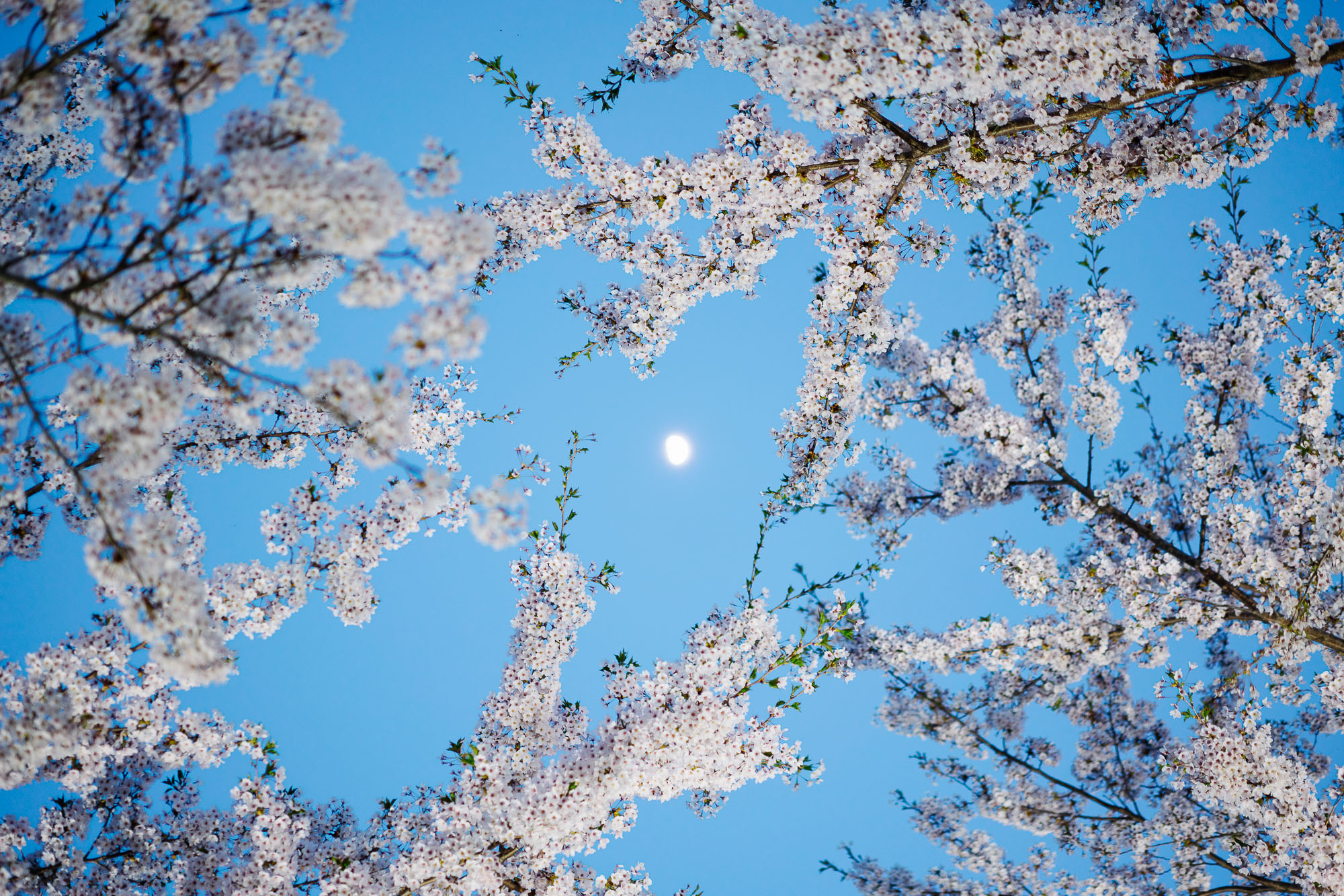 A clear blue sky with a half moon is framed by branches of cherry blossom trees in full bloom. The branches are covered in white and pink blossoms.