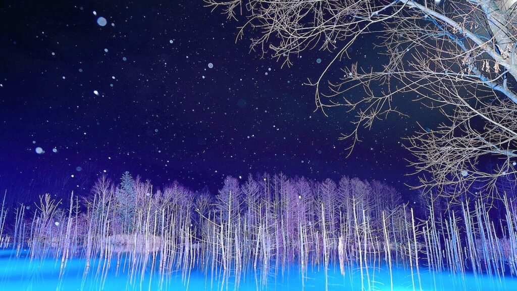 Bare trees glow in soft blue and purple light beneath a starry sky at the illuminated Shirogane Blue Pond in Biei, creating a serene winter night scene.